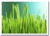 hydroponic feed production