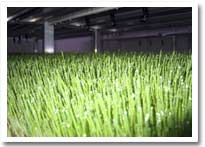 hydroponic barley