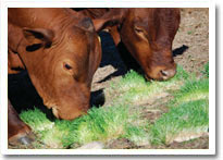 hydroponic barley for cattle feed
