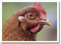 chicken feeding solutions