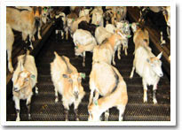 feeding program for goat owners
