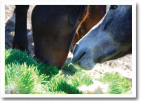 hydroponic horse feed production