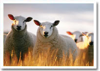 feeding program for sheep