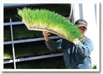 hydroponic low cost stock feed