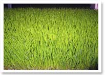 become a fodder solutions distributor