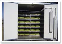 hydroponic sprouted grain for livestock